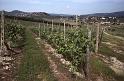 Italy 99 Chianti Vineyard Walk